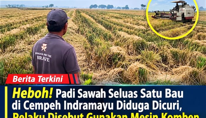 Heboh! Padi Sawah Seluas Satu Bau di Cempeh Indramayu Diduga Dicuri, Pelaku Disebut Gunakan Mesin komben