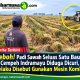 Heboh! Padi Sawah Seluas Satu Bau di Cempeh Indramayu Diduga Dicuri, Pelaku Disebut Gunakan Mesin komben