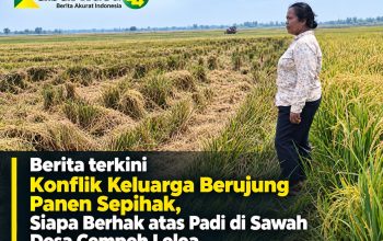 Konflik Keluarga Berujung Panen Sepihak, Siapa Berhak atas Padi di Sawah desa Cempeh Lelea