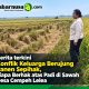 Konflik Keluarga Berujung Panen Sepihak, Siapa Berhak atas Padi di Sawah desa Cempeh Lelea