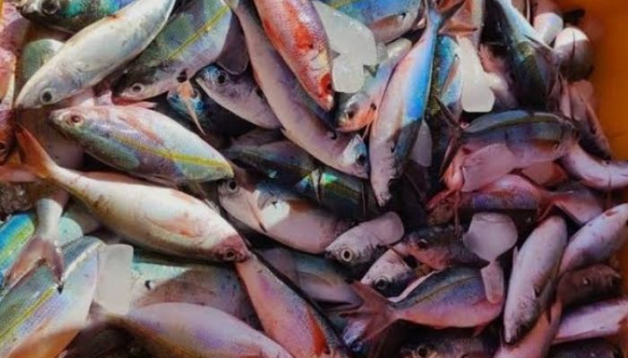 JANGAN HANYA KEJAR NELAYAN! ABU NISA DESAK POLISI TELUSURI DUGAAN JARINGAN PENAMPUNG IKAN BOM