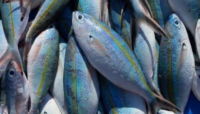 JANGAN HANYA KEJAR NELAYAN! ABU NISA DESAK POLISI TELUSURI DUGAAN JARINGAN PENAMPUNG IKAN BOM