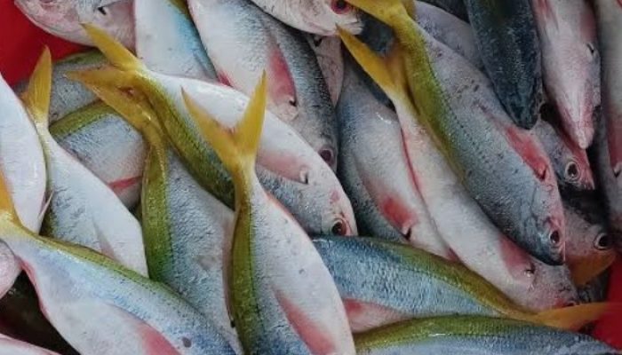 JANGAN HANYA KEJAR NELAYAN! ABU NISA DESAK POLISI TELUSURI DUGAAN JARINGAN PENAMPUNG IKAN BOM