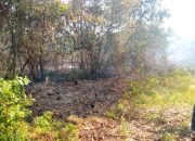 Kebakaran Hutan Mangga di Perbatasan Pawidean dan Bonjot, Lebih dari Satu Hektare Lahan Terbakar
